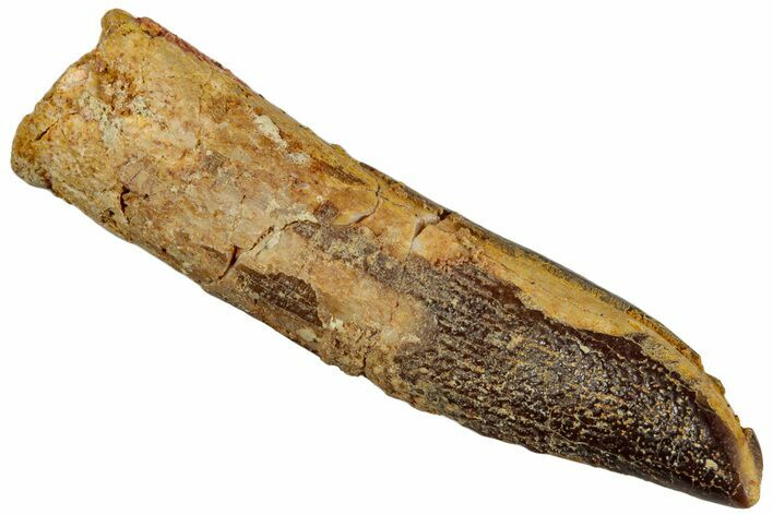 Fossil Sauropod Dinosaur (Titanosaur) Tooth - Morocco #293692